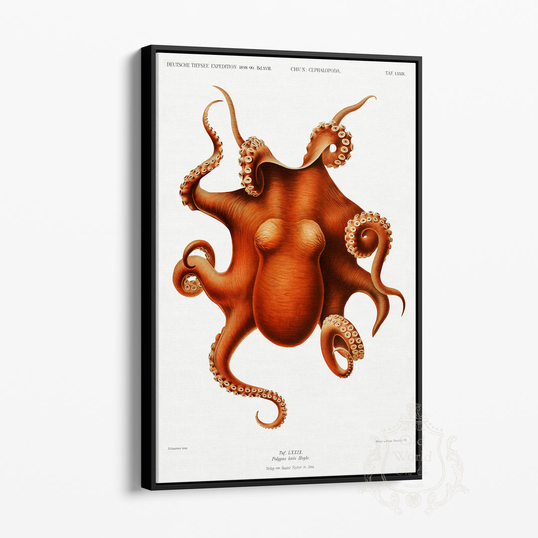 Octopus Framed Canvas