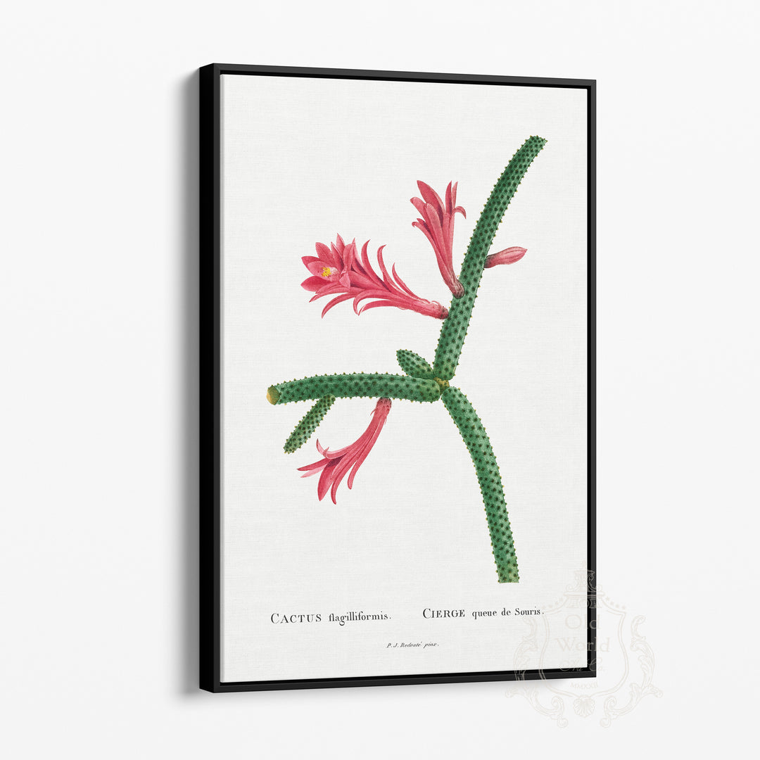 Flagelliformis Cactus Framed Canvas