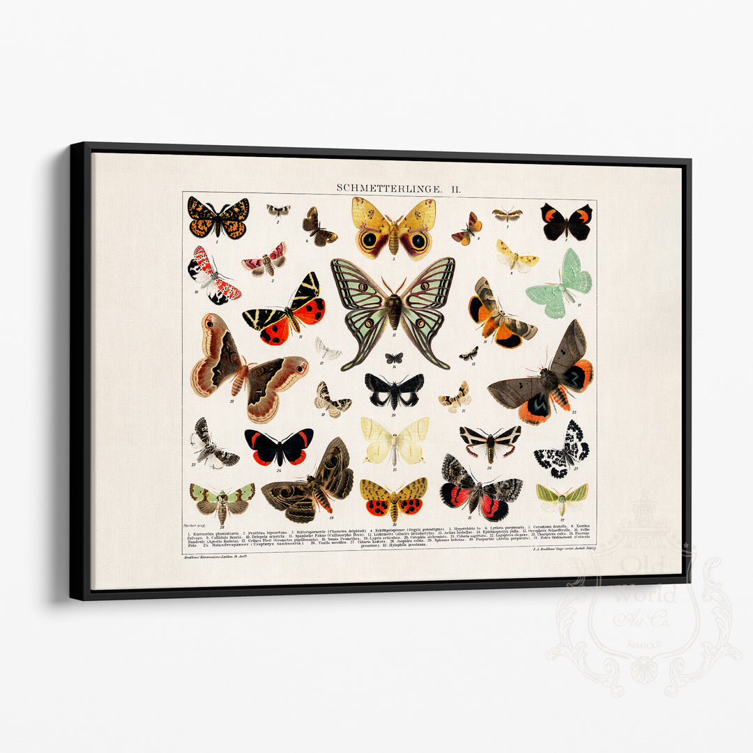Butterfly & Moth Lithograph Framed Canvas
