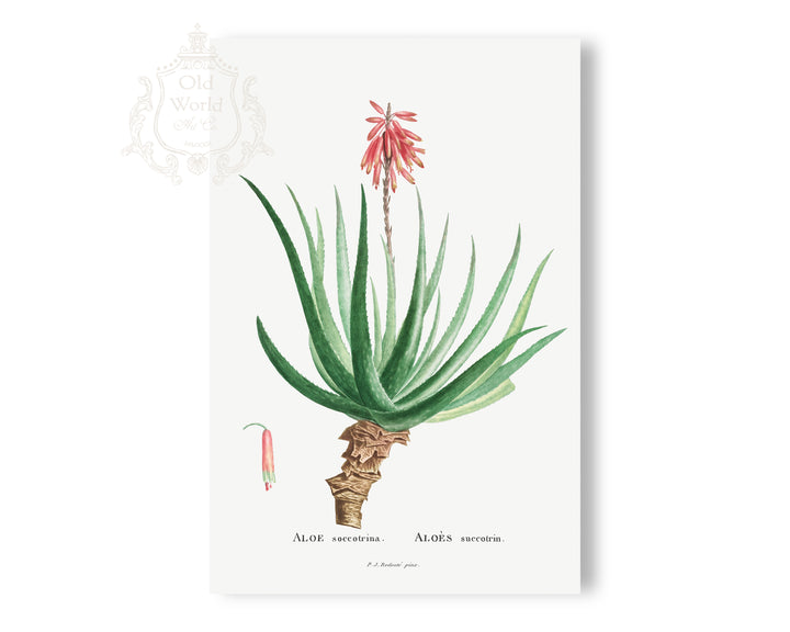 Aloe Soccotrina Succulent Print