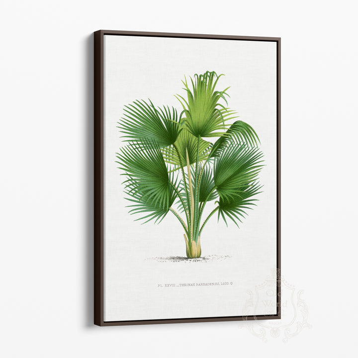 Thrinax Barbadensis Palm Framed Canvas