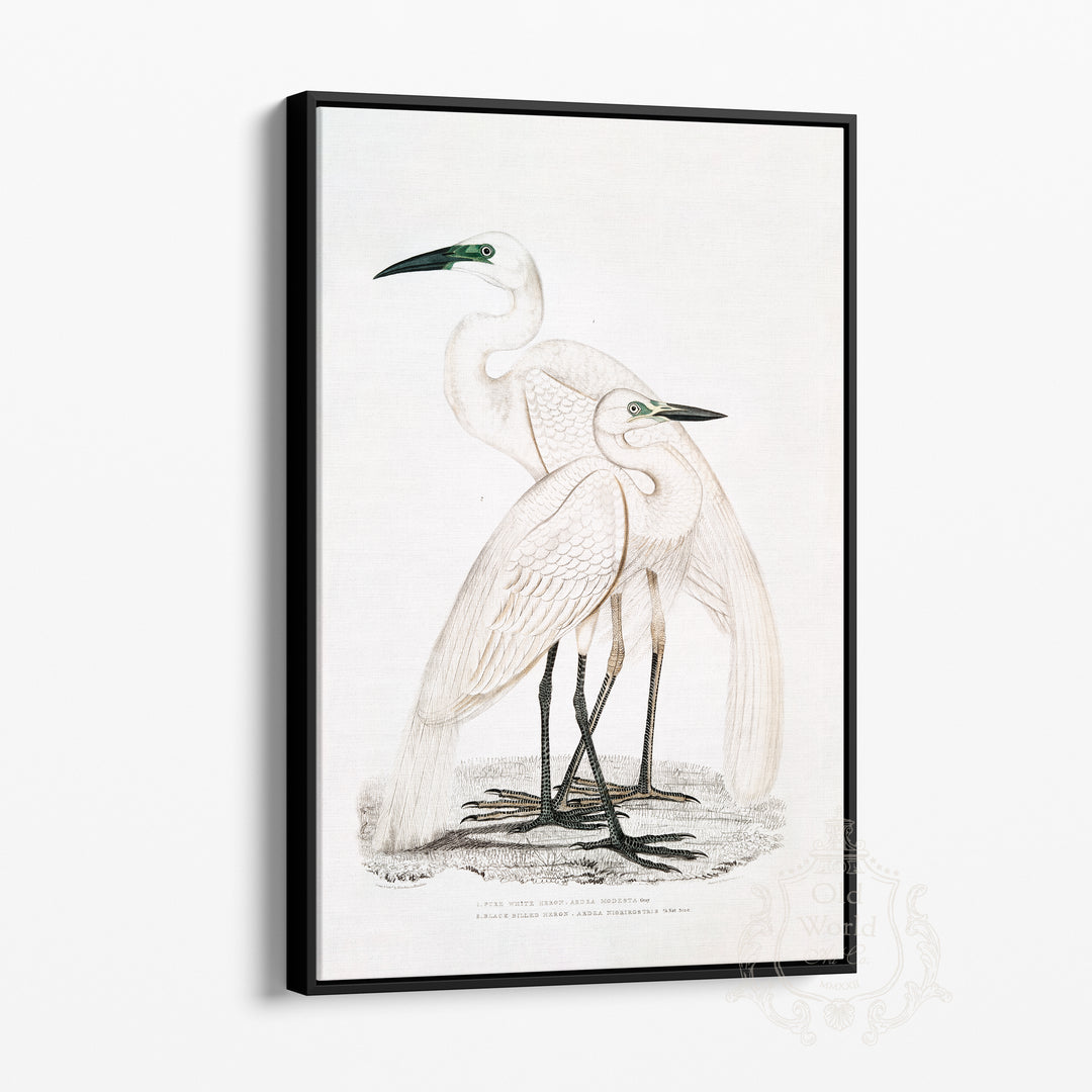 Herons Framed Canvas