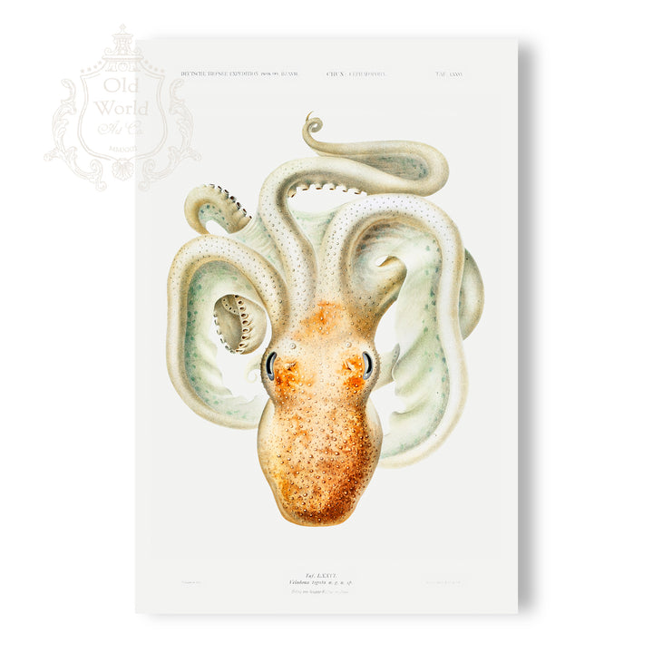 Velodona Octopus Print