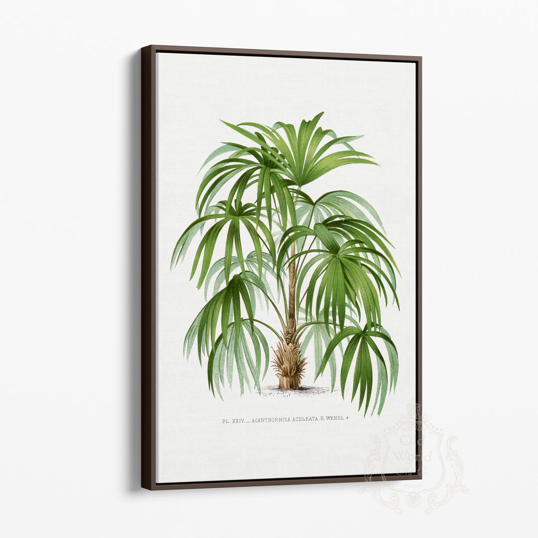 Acanthorhiza Aculeata Palm Framed Canvas