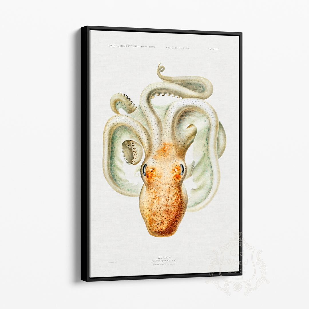 Velodona Octopus Framed Canvas
