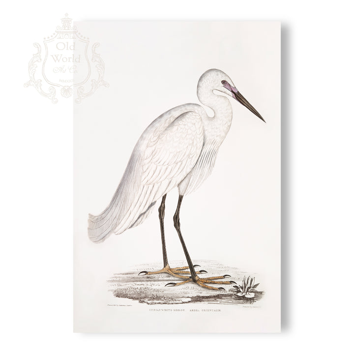 Indian White Heron Print