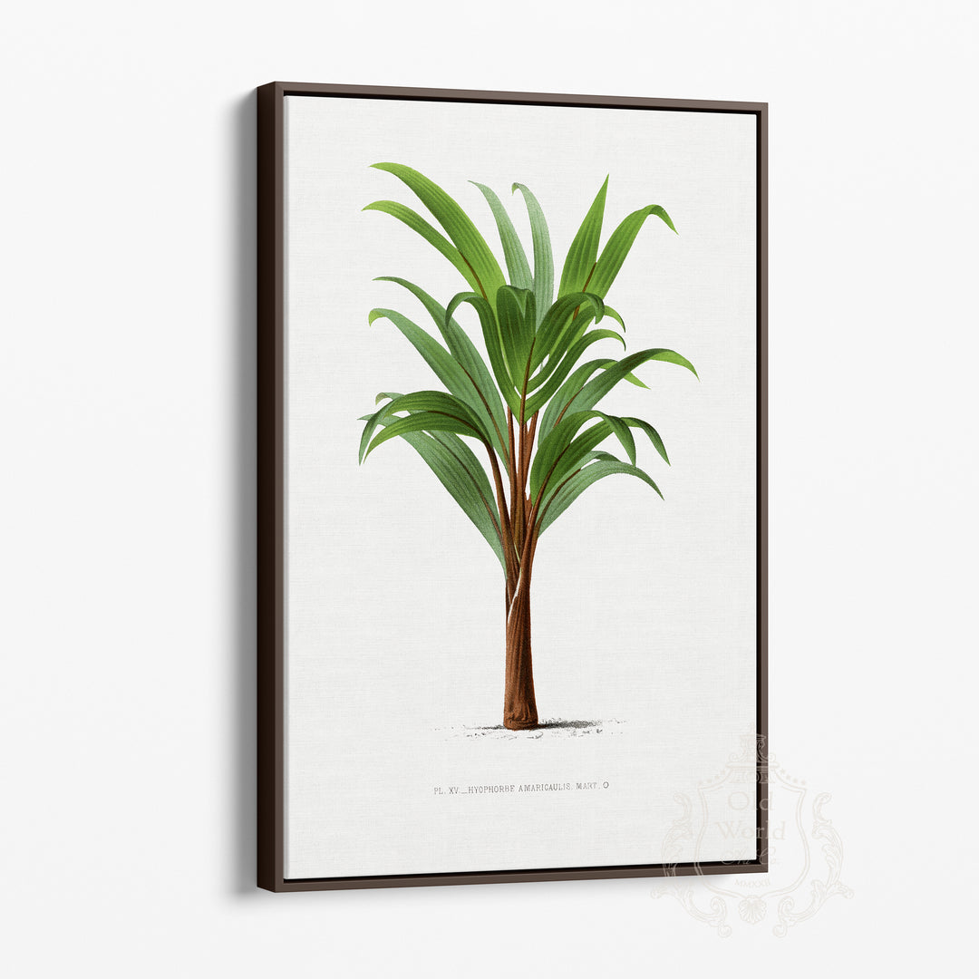 Hyophorbe Amaricaulis Palm Framed Canvas