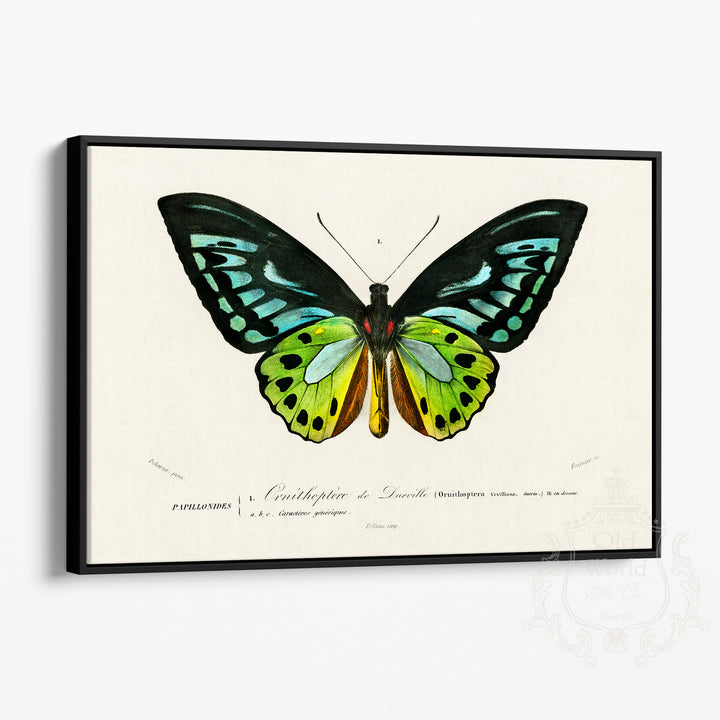 Green Birdwing Butterfly Framed Canvas