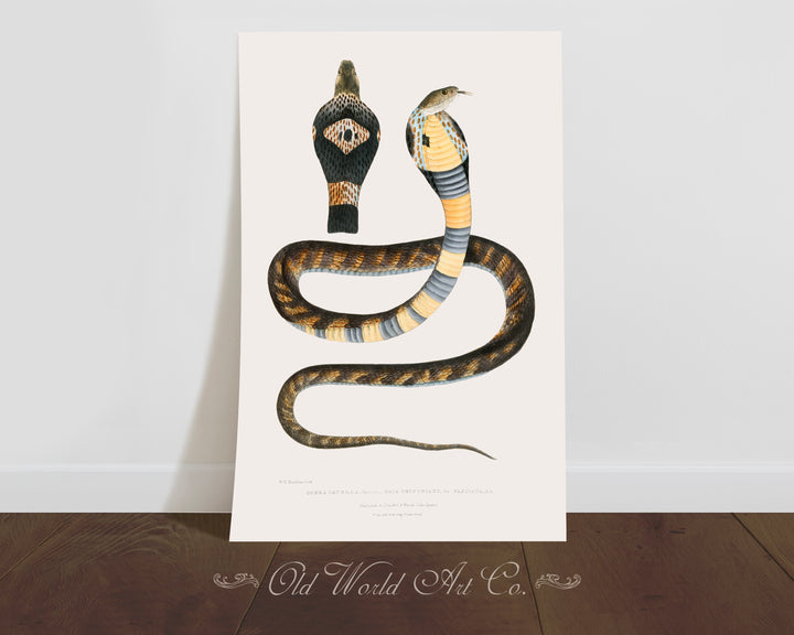 Banded Cobra Capella Print