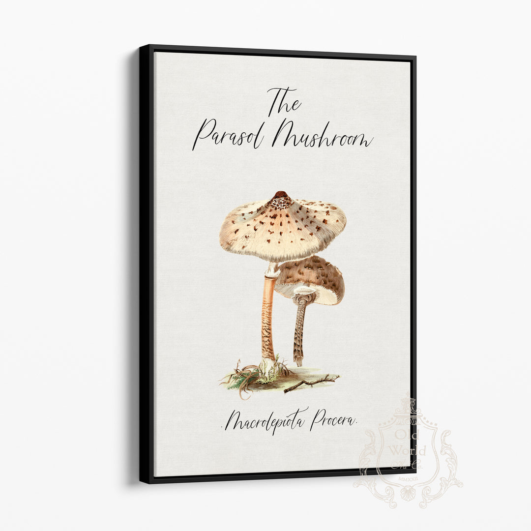 Parasol Mushroom Framed Canvas