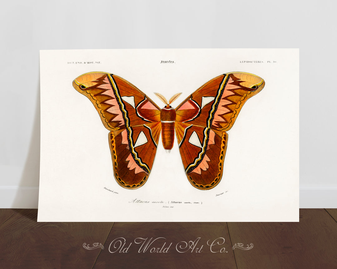 Attacus Butterfly Print