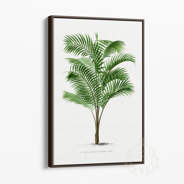 Calamus Asperrimus Palm Framed Canvas