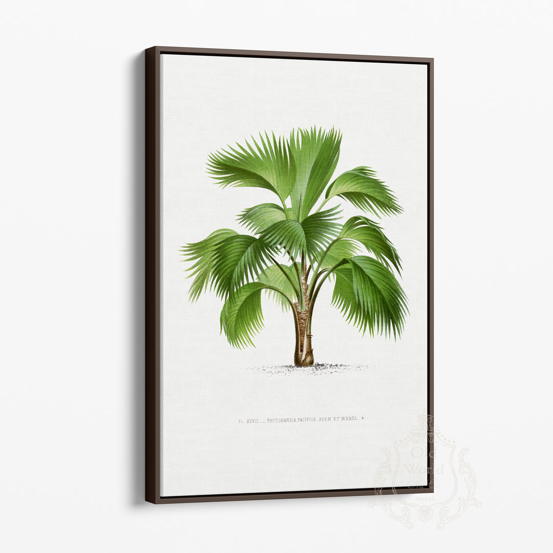 Pritchardia Pacifica Palm Framed Canvas