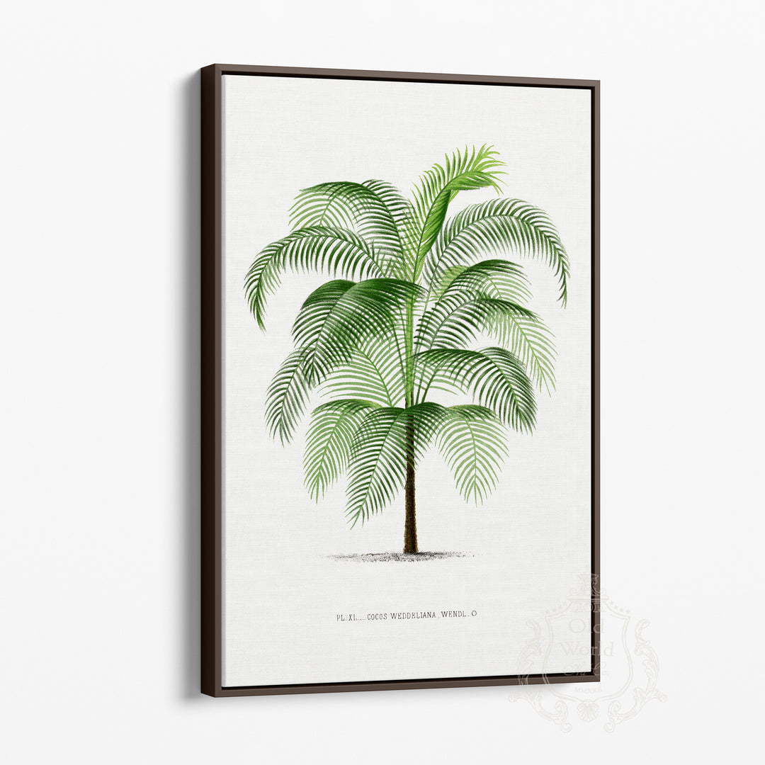 Cocos Weddeliana Palm Framed Canvas