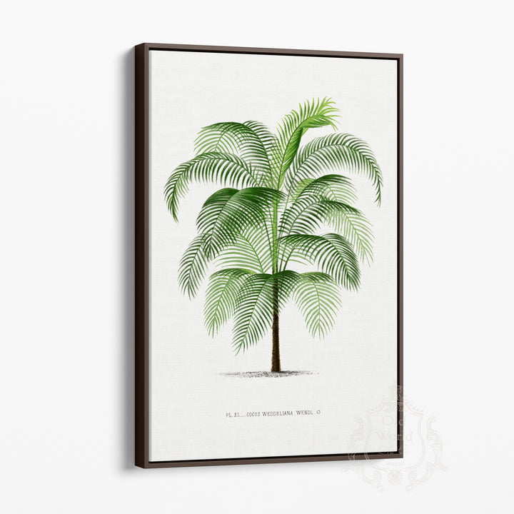 Cocos Weddeliana Palm Framed Canvas