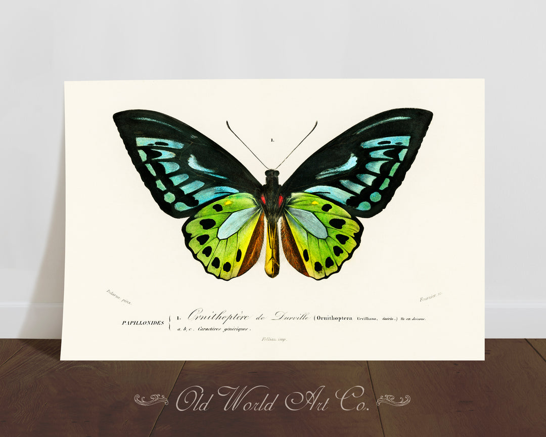 Green Birdwing Butterfly Print