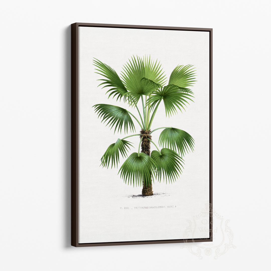 Trithrinax Brasiliensis Palm Framed Canvas