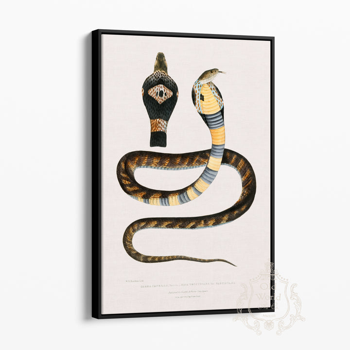 Banded Cobra Capella Framed Canvas