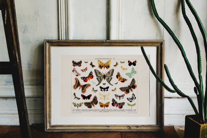 Butterfly & Moth Lithograph Print