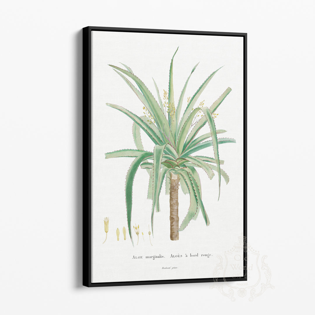 Aloe Marginalis Succulent Framed Canvas