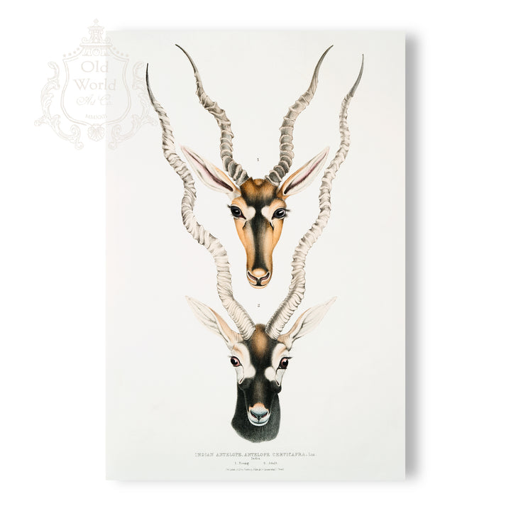Indian Antelope Print