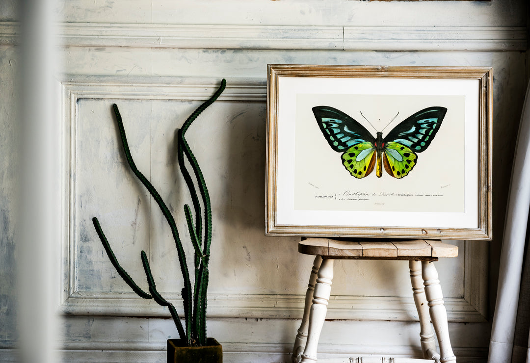 Green Birdwing Butterfly Print