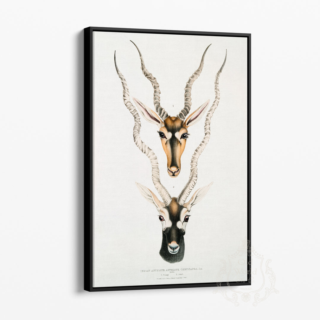 Indian Antelope Framed Canvas