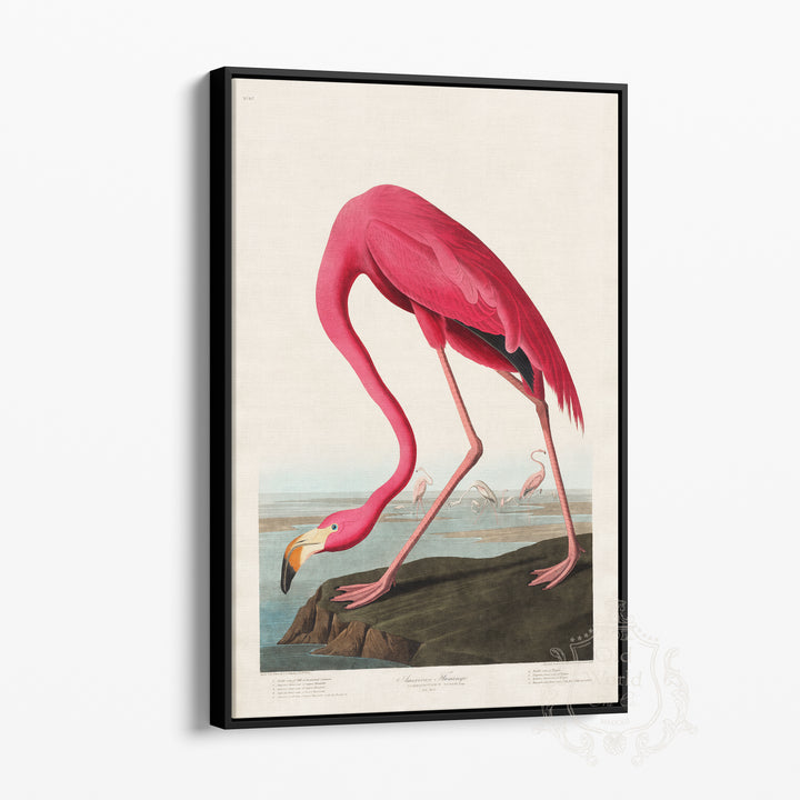 Pink Flamingo Framed Canvas