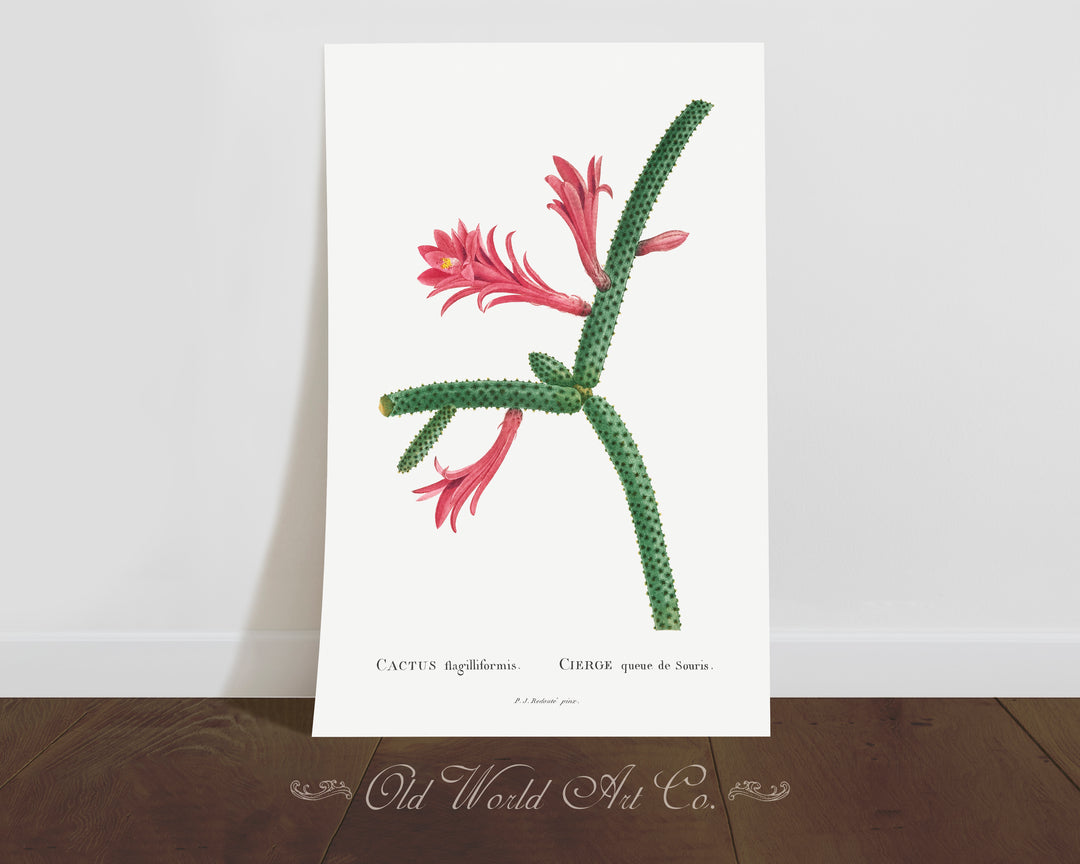 Flagelliformis Cactus Print
