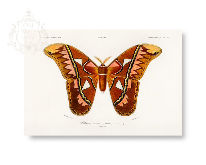 Attacus Butterfly Print