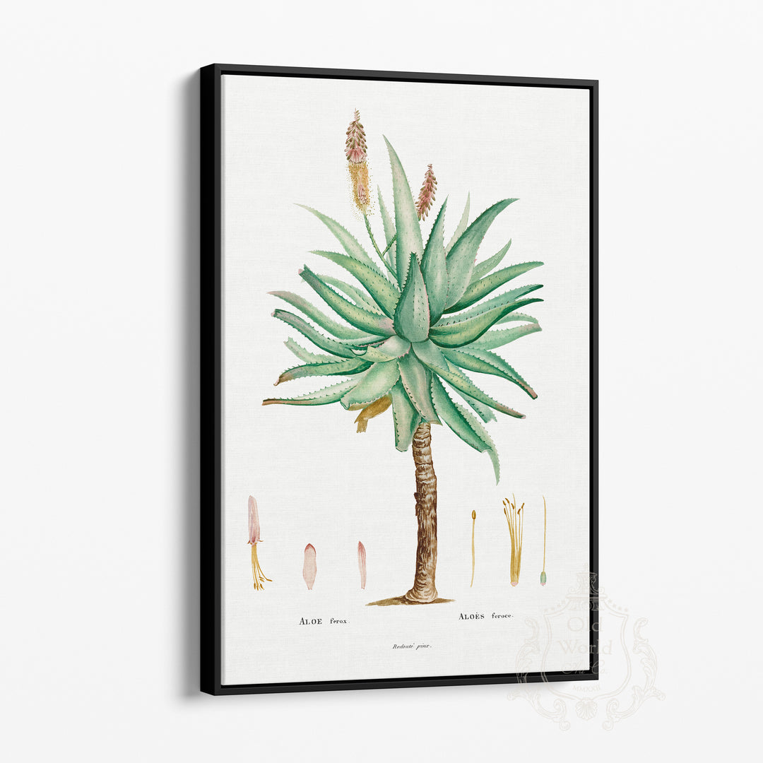 Aloe Ferox Succulent Framed Canvas