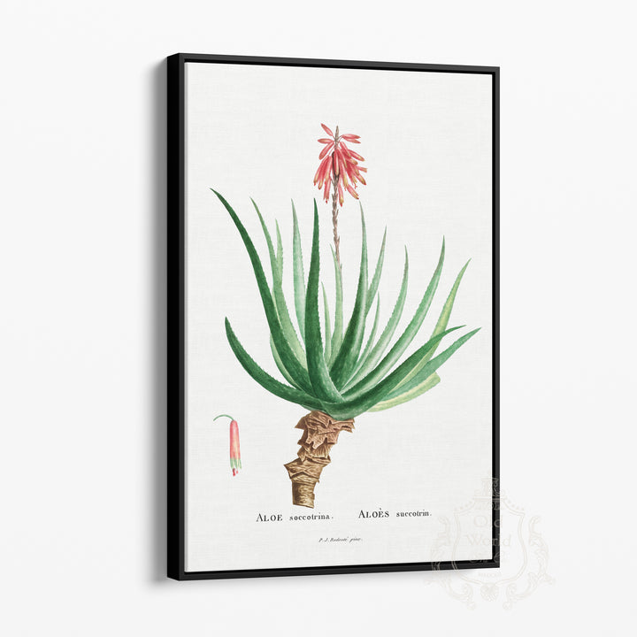 Aloe Soccotrina Succulent Framed Canvas