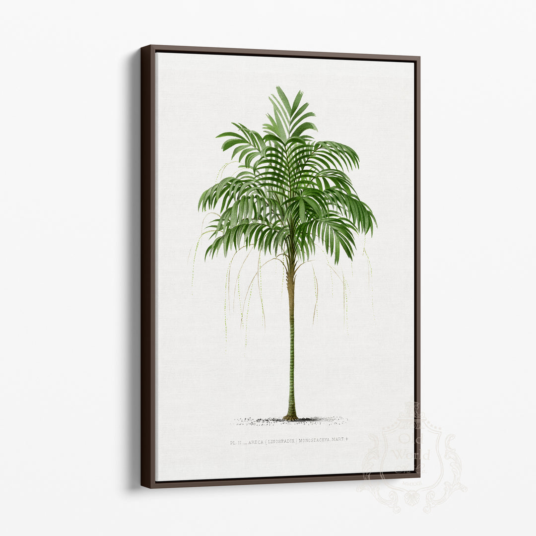 Areca Monostachya Palm Framed Canvas