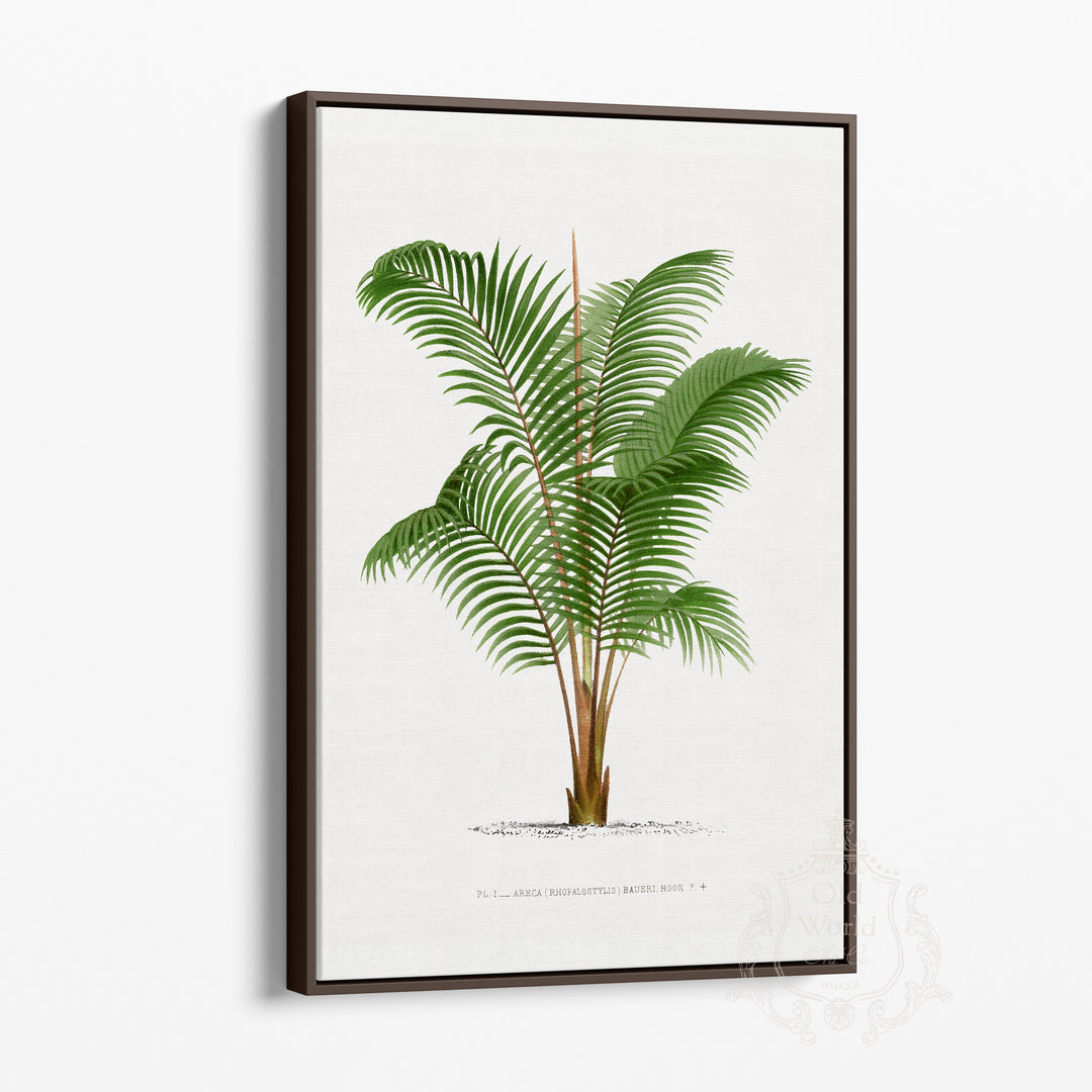 Areca Baueri Palm Framed Canvas
