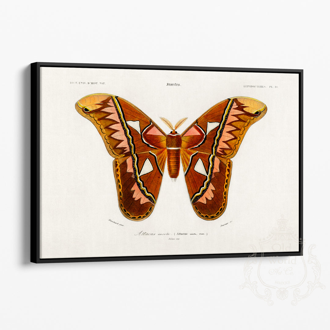 Attacus Butterfly Framed Canvas