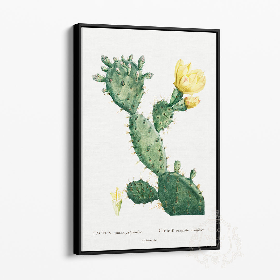 Opuntia Polyanthos Cactus Framed Canvas