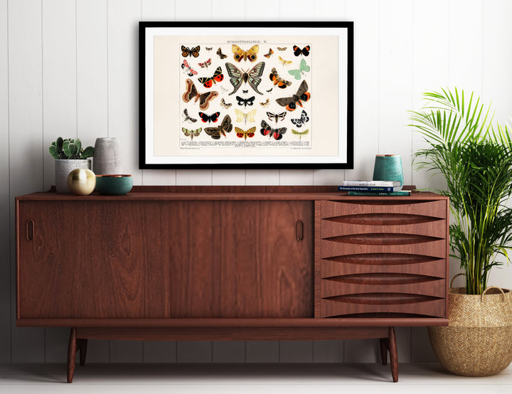Butterfly & Moth Lithograph Print