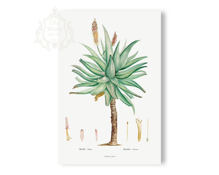 Aloe Ferox Succulent Print