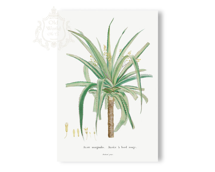 Aloe Marginalis Succulent Print