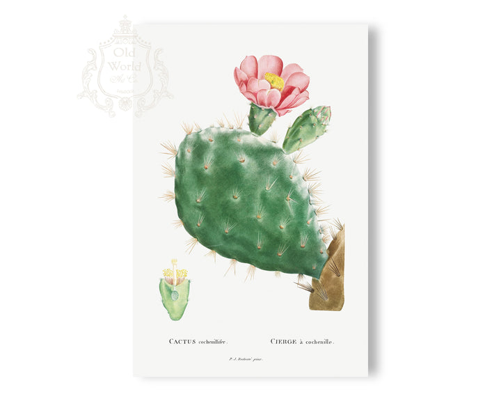 Cochenillifer Cactus Print