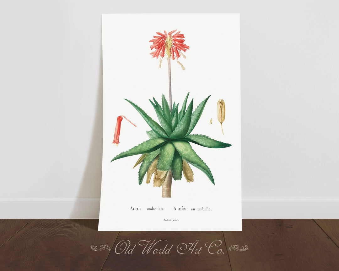 Aloe Umbellata Succulent Print