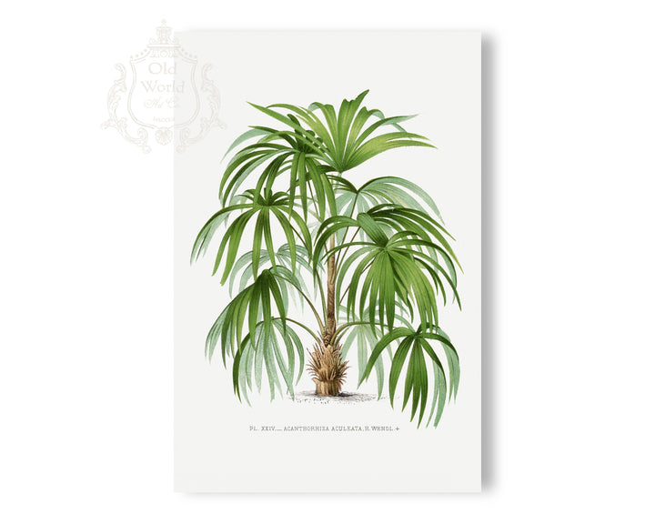 Acanthorhiza Aculeata Palm Print