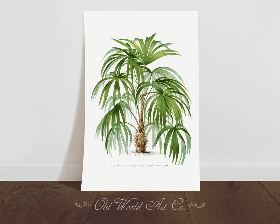 Acanthorhiza Aculeata Palm Print