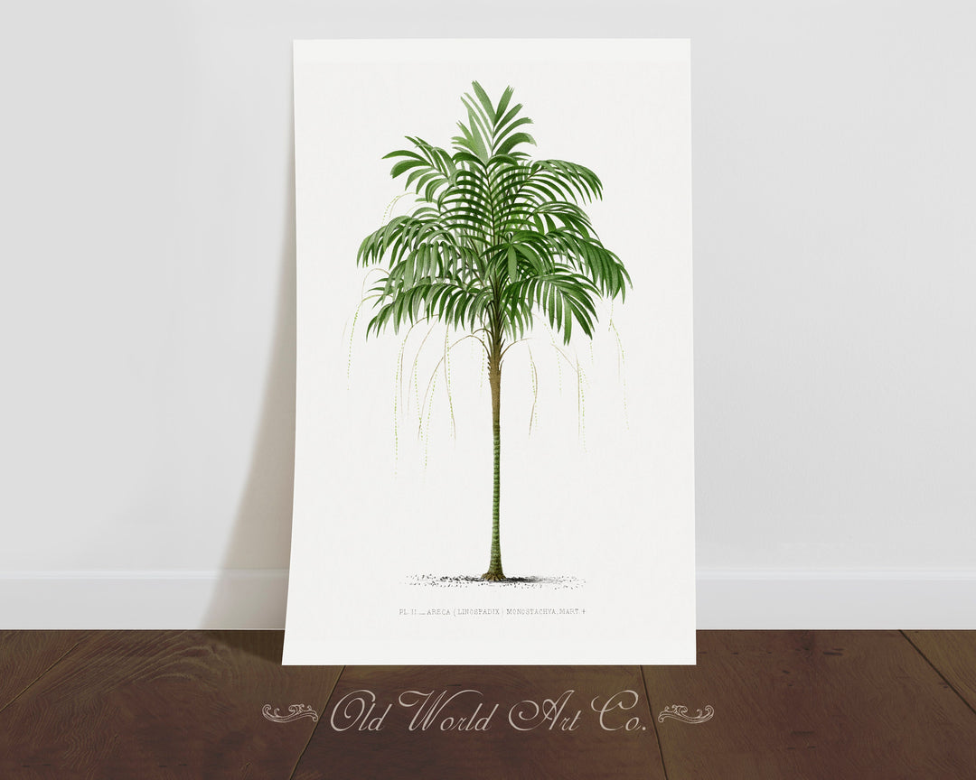 Areca Monostachya Palm Print