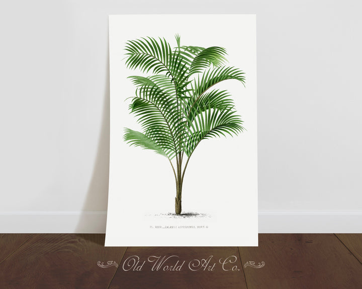 Calamus Asperrimus Palm Print