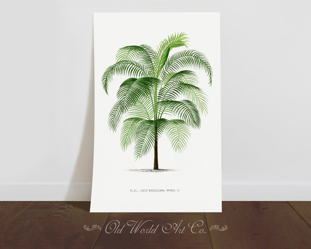 Cocos Weddeliana Palm Print
