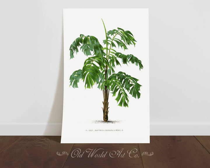 Martinezia Lindeniana Palm Print