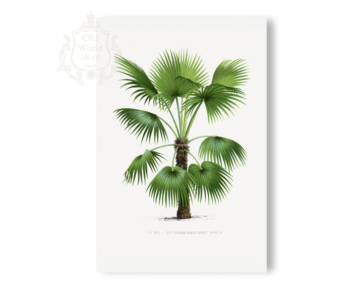 Trithrinax Brasiliensis Palm Print