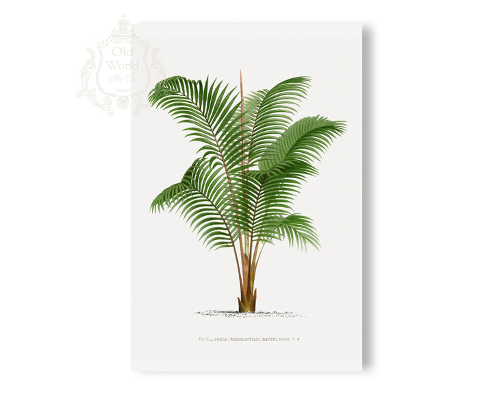 Areca Baueri Palm Print