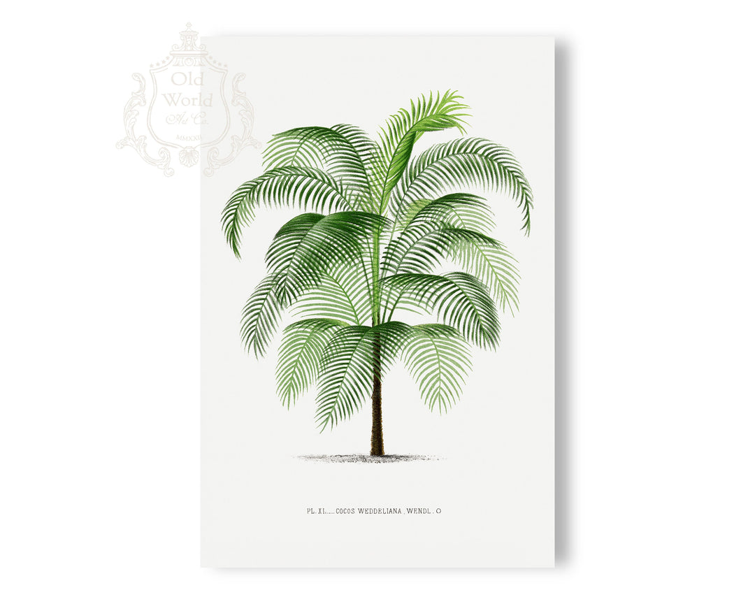 Cocos Weddeliana Palm Print